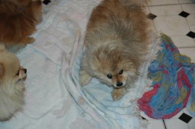 Snowballs Puppies 019.jpg