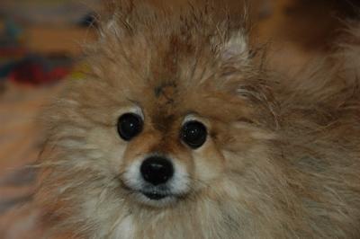 Snowballs Puppies 022.jpg