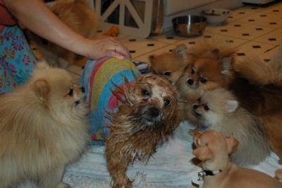 Snowballs Puppies 032.jpg