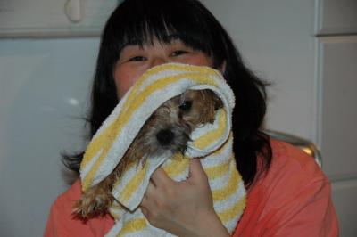 Snowballs Puppies 037.jpg