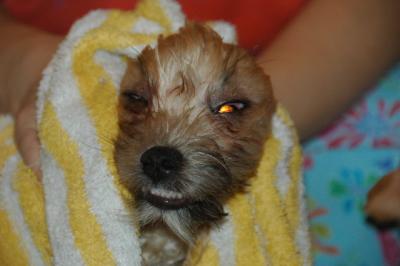 Snowballs Puppies 048.jpg
