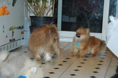 Snowballs Puppies 062.jpg