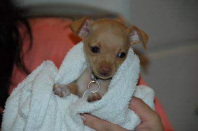 Snowballs Puppies 064.jpg
