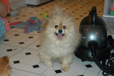 Snowballs Puppies 065.jpg
