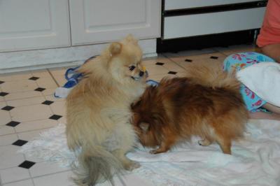 Snowballs Puppies 071.jpg