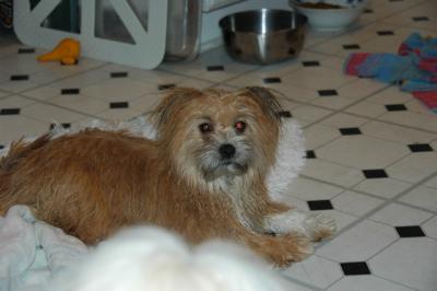 Snowballs Puppies 096.jpg