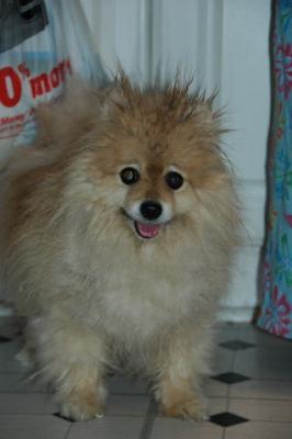 Snowballs Puppies 097.jpg