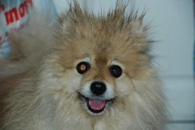 Snowballs Puppies 099.jpg