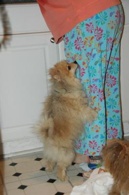 Snowballs Puppies 101.jpg
