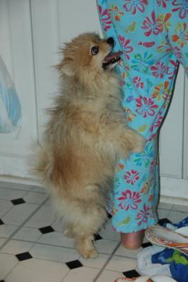 Snowballs Puppies 111.jpg