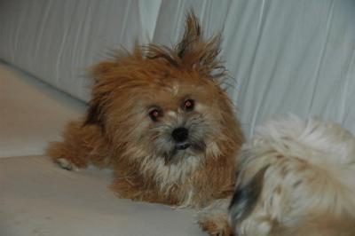 Snowballs Puppies 116.jpg