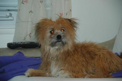 Snowballs Puppies 119.jpg