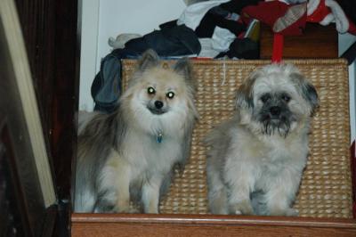 Snowballs Puppies 124.jpg