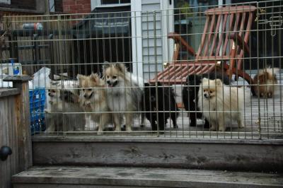 Snowballs Puppies 130.jpg