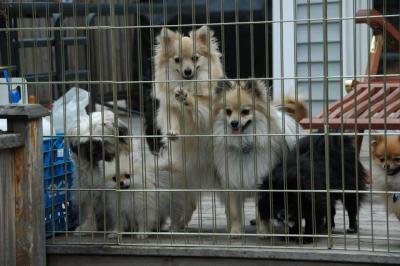 Snowballs Puppies 132.jpg