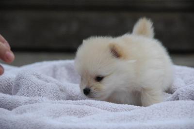 Snowballs Puppies 133.jpg