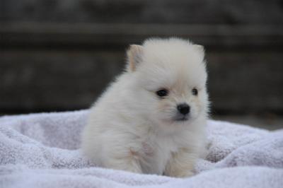 Snowballs Puppies 135.jpg
