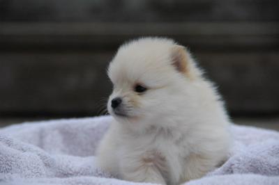 Snowballs Puppies 137.jpg
