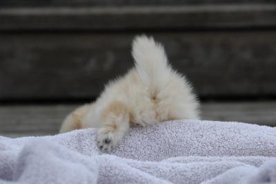 Snowballs Puppies 138.jpg