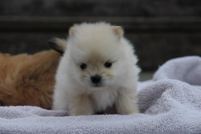 Snowballs Puppies 140.jpg