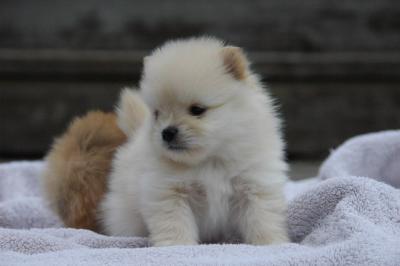 Snowballs Puppies 142.jpg