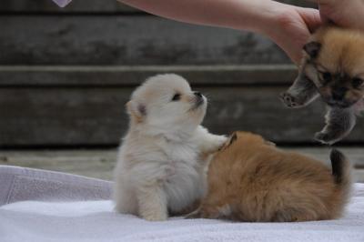 g4/12/65412/3/59646081.SnowballsPuppies152.jpg