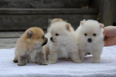 Snowballs Puppies 253.jpg