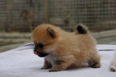 Snowballs Puppies 277.jpg