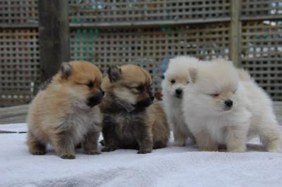 Snowballs Puppies 317.jpg