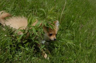 May7_06_375.JPG