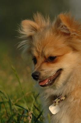 Dakota, Pomeranian Chihuahua