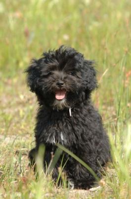 Whiskers, Lhasa Apso-Poodle