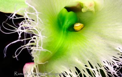Plants
