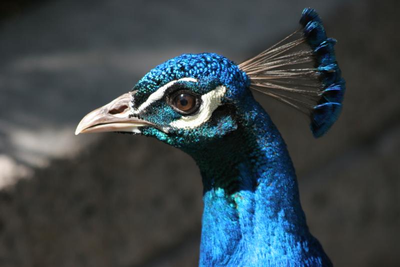 Peacock