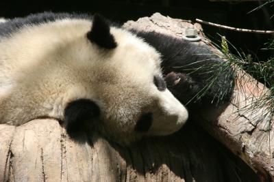 Snoozing Panda