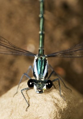 Austroargiolestes icteromelas