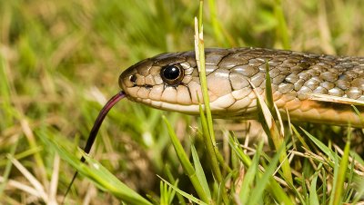 Keelback