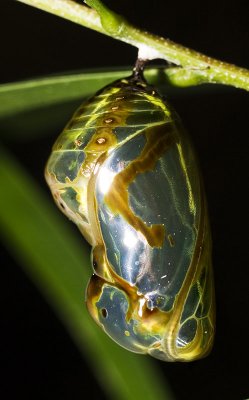 Chrysalis 2