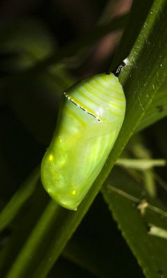 Chrysalis