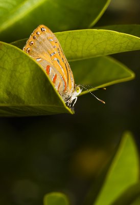 Hypochrysops apelles - Copper jewell on mangrove