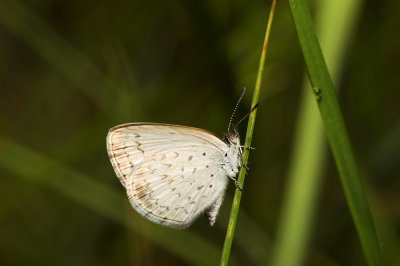 Candalides erinus - Small dusky-blue