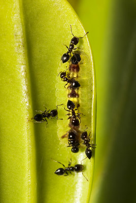 Hypochrysops apelles - Copper jewell larvae with attendant ants (Crematogaster sp)