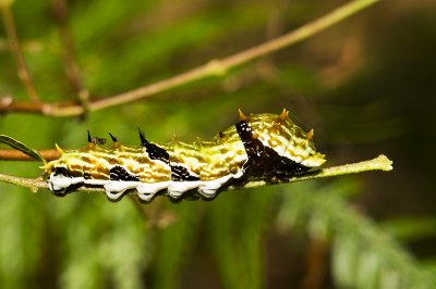 Orchard Swallowtail Butterfly - Papilio aegeus, late instar