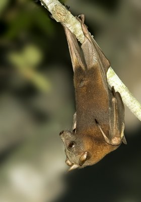 Hanging around - little red flying fox