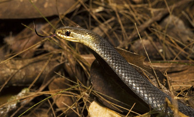 Marsh snake