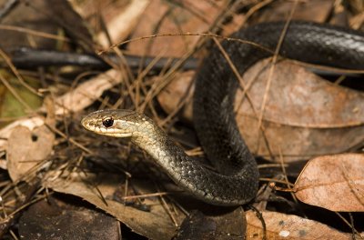 Marsh snake