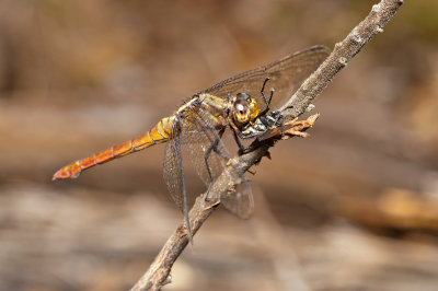 coomera210312-5152.jpg