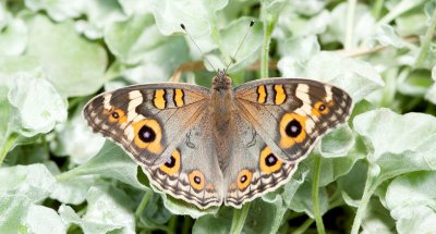 Butterflies and Moths