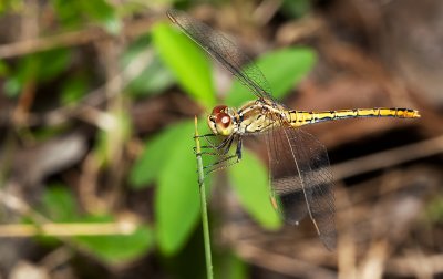 Diplacodes bipunctata female