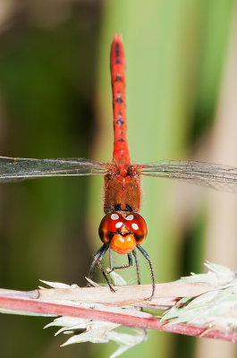 Diplacodes bipunctata male